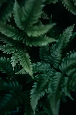 بیمار نینجا هودی