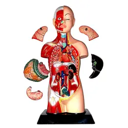 مولاژ  عضلانی مینی و هشت قسمتی