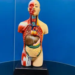مولاژ  عضلانی مینی و هشت قسمتی