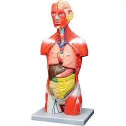 مولاژ 11 قسمتی بدن