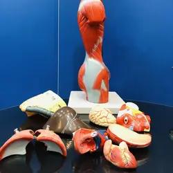 مولاژ 11 قسمتی بدن