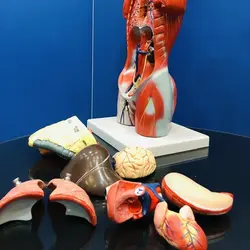 مولاژ 11 قسمتی بدن