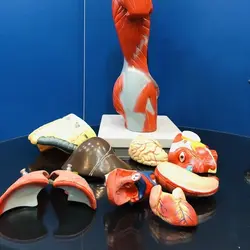 مولاژ 11 قسمتی بدن