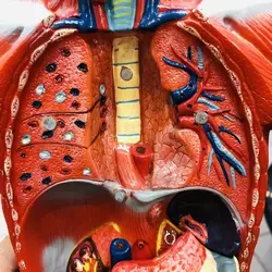 مولاژ 11 قسمتی بدن