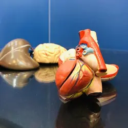 مولاژ 11 قسمتی بدن