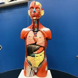 مولاژ 11 قسمتی بدن