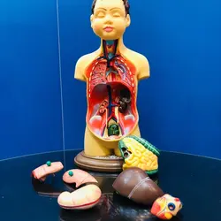 مولاژ عروسکی انسان هشت تیکه