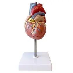 مولاژ قلب انسان 1.5 برابر اندازه واقعی