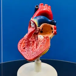 مولاژ قلب انسان 1.5 برابر اندازه واقعی