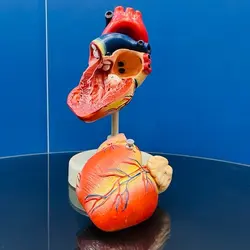 مولاژ قلب انسان 1.5 برابر اندازه واقعی