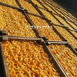 برگه زردآلو درجه یک