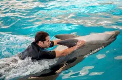 شنا با دلفین و غواصی با دلفین کیش