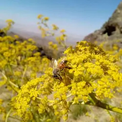عسل درمانی رازیانه ( یک کیلویی)