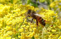 عسل درمانی رازیانه ( یک کیلویی)