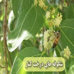 عسل درمانی کنار (نیم کیلویی)