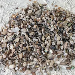 صدف خاکستری