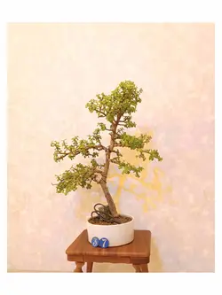 بنسای جید مینیاتوری(بنسای کراسولا خرفه ای)_کد ۳۷