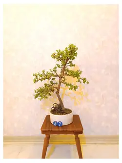 بنسای جید مینیاتوری(بنسای کراسولا خرفه ای)_کد ۳۷