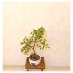 بنسای جید مینیاتوری(بنسای کراسولا خرفه ای)_کد ۳۷