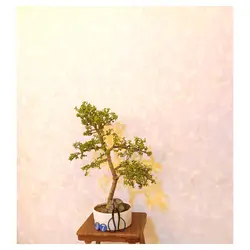 بنسای جید مینیاتوری(بنسای کراسولا خرفه ای)_کد ۳۷