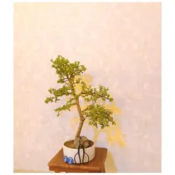 بنسای جید مینیاتوری(بنسای کراسولا خرفه ای)_کد ۳۷