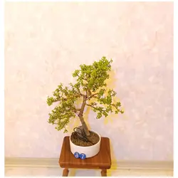 بنسای جید مینیاتوری(بنسای کراسولا خرفه ای)_کد ۳۷