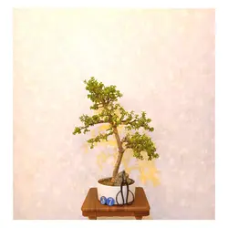 بنسای جید مینیاتوری(بنسای کراسولا خرفه ای)_کد ۳۷