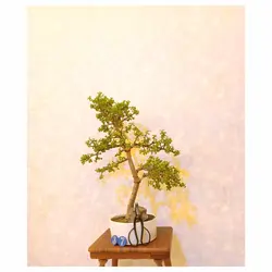 بنسای جید مینیاتوری(بنسای کراسولا خرفه ای)_کد ۳۷