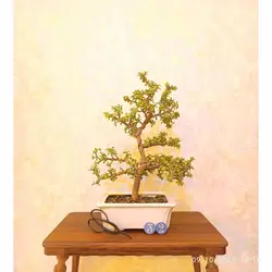 بنسای کراسولا خرفه ای(جید مینیاتوری)_کد ۳۲