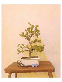 بنسای کراسولا خرفه ای(جید مینیاتوری)_کد ۳۲