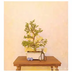 بنسای کراسولا خرفه ای(جید مینیاتوری)_کد ۳۲