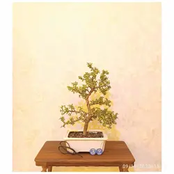 بنسای کراسولا خرفه ای(جید مینیاتوری)_کد ۳۲