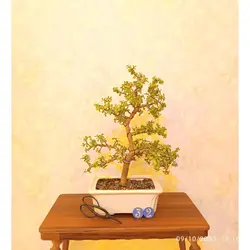 بنسای کراسولا خرفه ای(جید مینیاتوری)_کد ۳۲