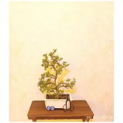 بنسای کراسولا خرفه ای(جید مینیاتوری)_کد ۳۲