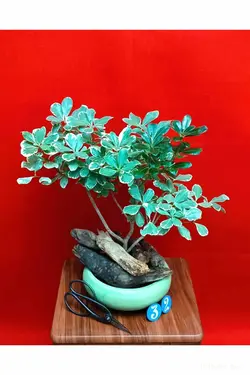 بنسای میخک هندی_کد ۳۲