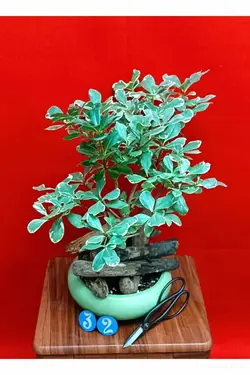 بنسای میخک هندی_کد ۳۲