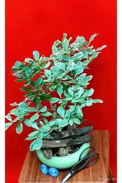 بنسای میخک هندی_کد ۳۲