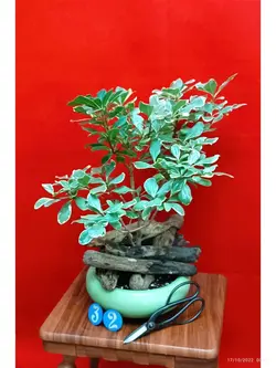 بنسای میخک هندی_کد ۳۲