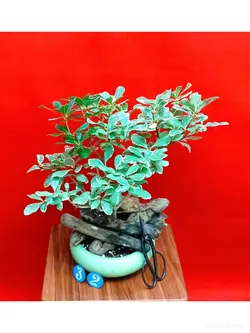 بنسای میخک هندی_کد ۳۲