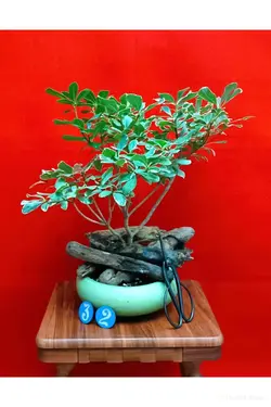 بنسای میخک هندی_کد ۳۲