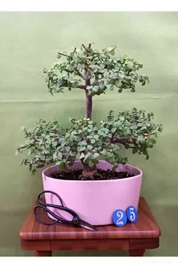 بونسای جید(خرفه) _کد ۲۵