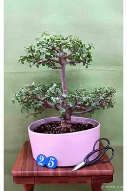 بونسای جید(خرفه) _کد ۲۵