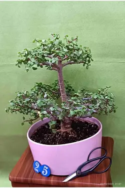 بونسای جید(خرفه) _کد ۲۵