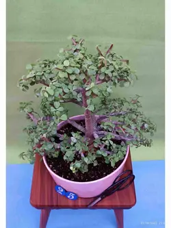 بونسای جید(خرفه) _کد ۲۵