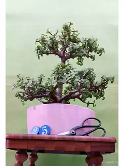 بونسای جید(خرفه) _کد ۲۵