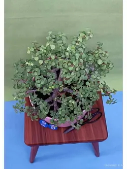 بونسای جید(خرفه) _کد ۲۵