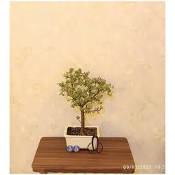 بونسای خرفه_کد ۳۵
