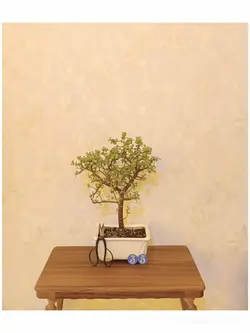 بونسای خرفه_کد ۳۵