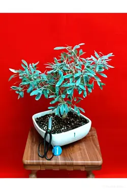 بونسای زیتون_کد ۱