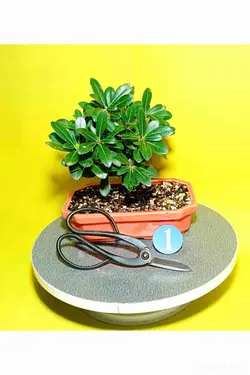 بونسای میخک هندی(پیتسپروم)_کد ۱